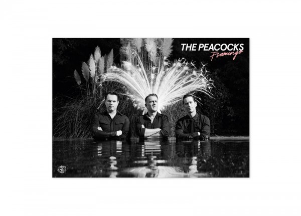 PEACOCKS, THE - Flamingo Poster